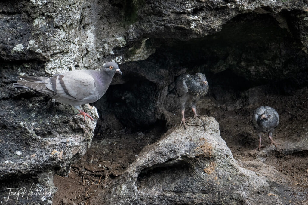 Photo of Rock Pigeon with two squabs just out of the nest