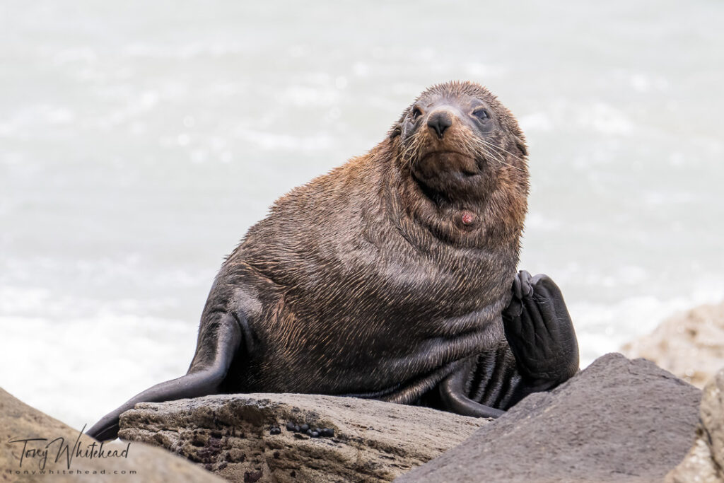 Photo of a New Zealand Fur Seal/kekeno Arctocephalus forsteri