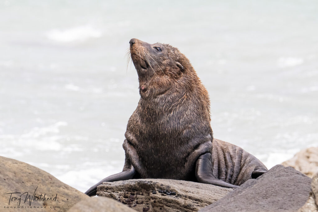 Photo of a New Zealand Fur Seal/kekeno Arctocephalus forsteri