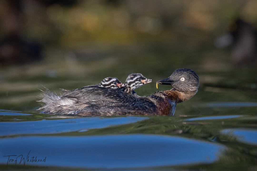 Nikon TC-1.4x Z series Teleconverter Review - WildLight Photography