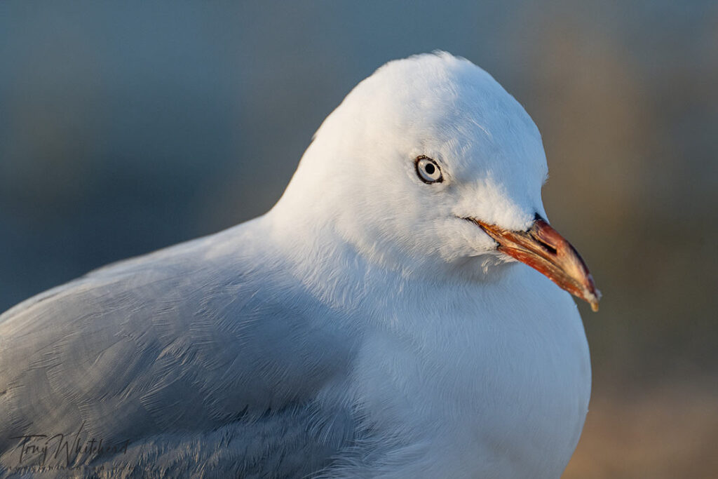 Photo of a Red-billed Gull with the Nikkor 100-400 f4.5-5.6 + TC-1.4x teleconverter