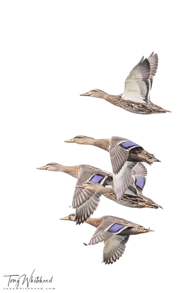 photo of Mallards on White