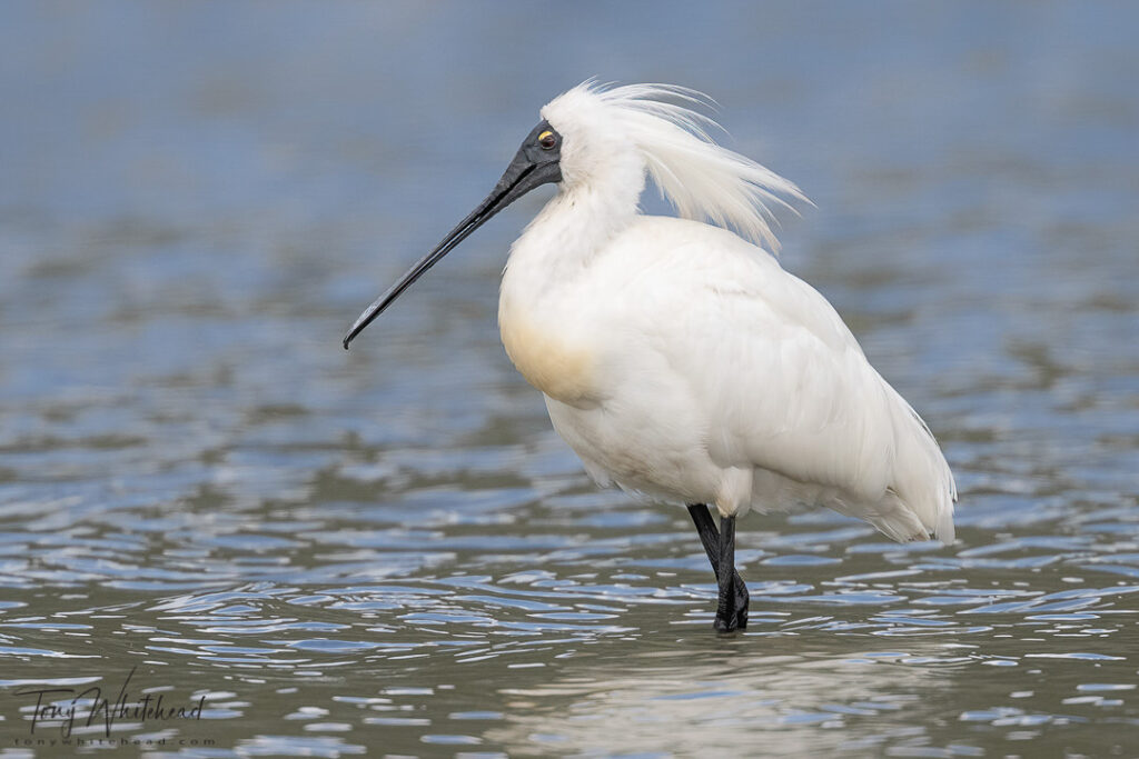 photo of a Royal Spoonbill/kōtuku ngutupapa in breeding plumage