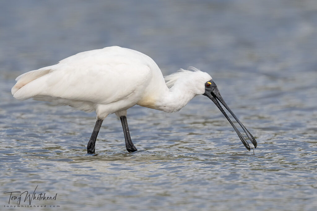 hoto of a Royal Spoonbill/kōtuku ngutupapa feeding along the lake edge. The prey appeared to be tadpoles of the numerous Green and Golden Bell frogs that inhabit the area.