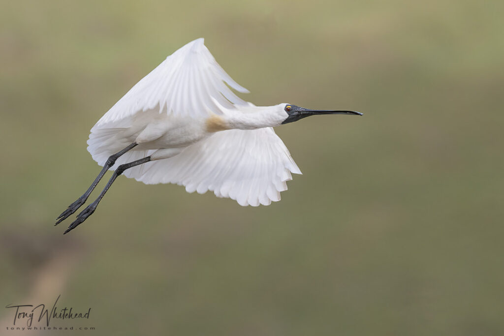 photo of a Royal Spoonbill / kōtuku ngutupapa taking flight