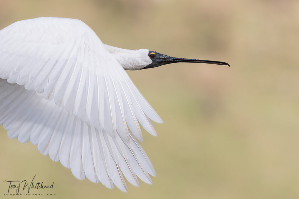 Royal Spoonbill / kōtuku ngutupapa in flight -close-up photo