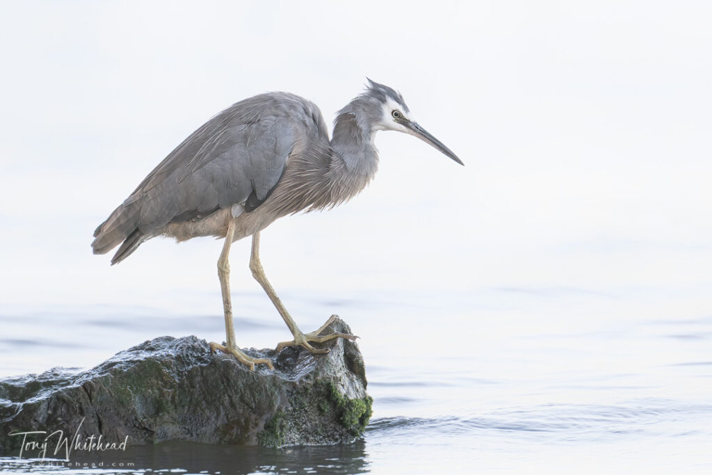 Cropped, processed image from the DX image of the White-faced Heron