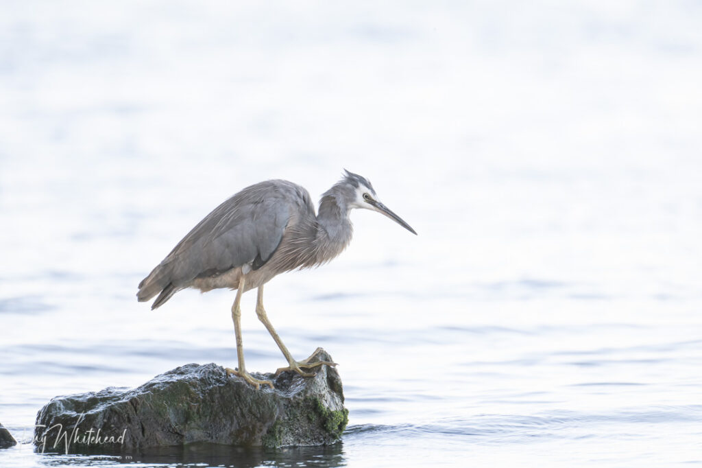 Same bird photographed with Nikon Z9 and 100-400mm lens used in DX crop mode