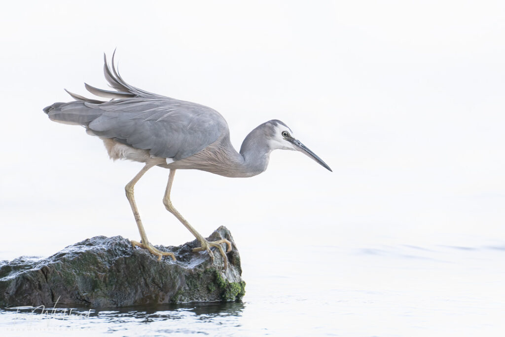 Cropped, processed image from the FX image of the White-faced Heron