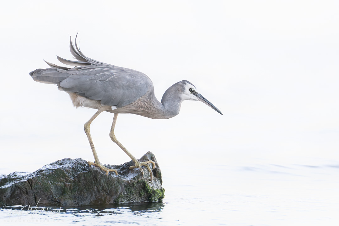 Nikon Z9 DX Crop Mode for Bird Photography