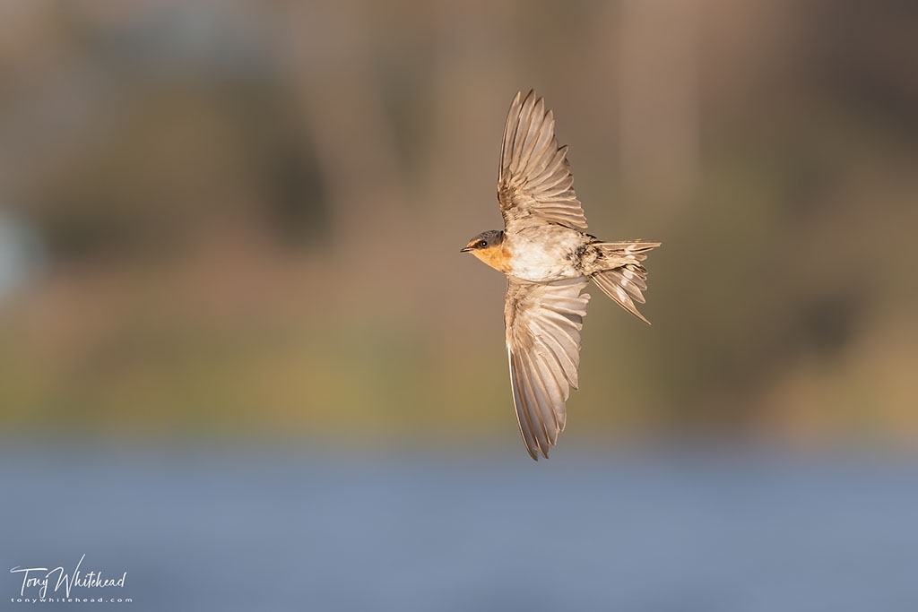 Photographing Swallows in Flight with the Nikon Z9 – episode 2