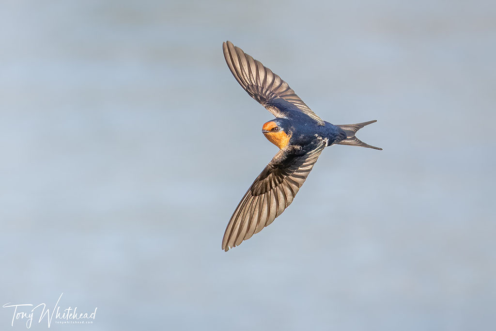 Photographing Swallows in Flight with the Nikon Z9 – episode 3 – Firmware 2.00
