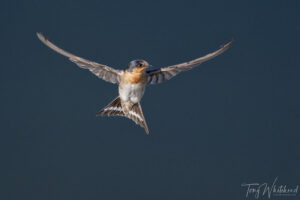 Photographing Swallows in Flight with the Nikon Z9