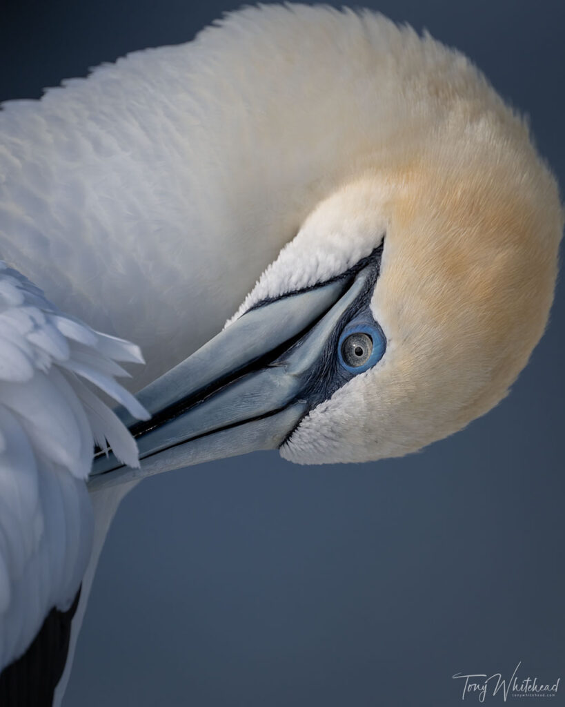 Photo of Tākapu/Australian Gannet