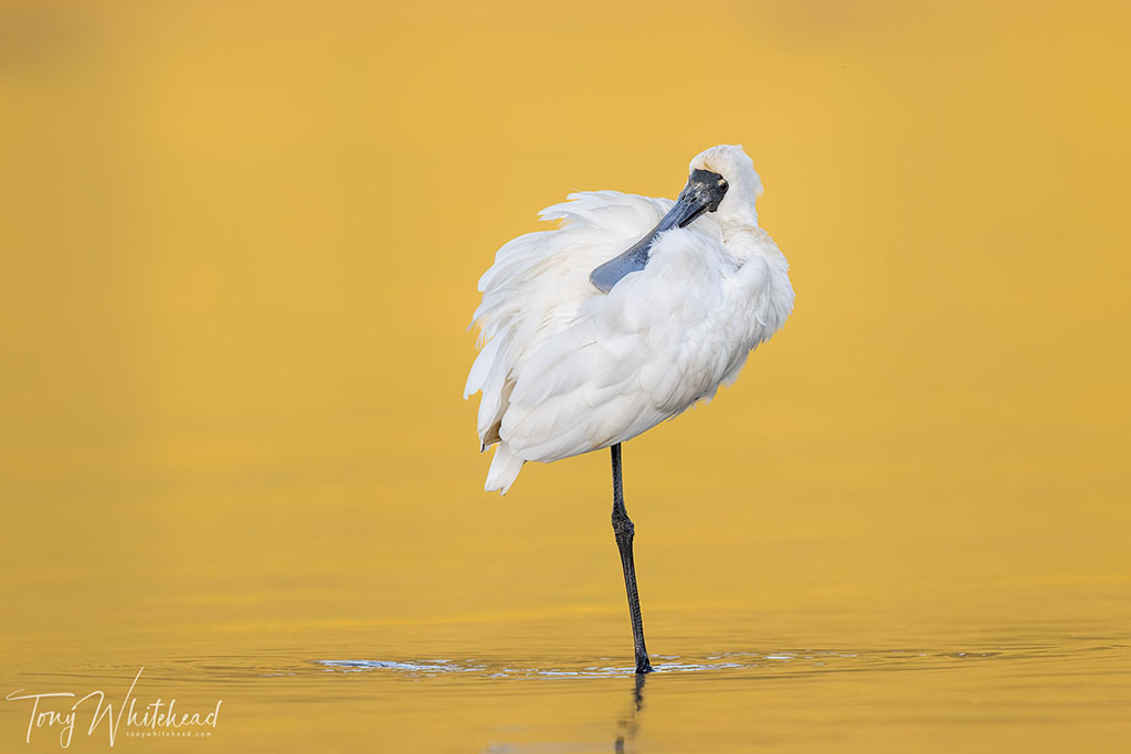 Nikkor Z 800mm f6.3 VR S – Another Evolution in Bird Photography.