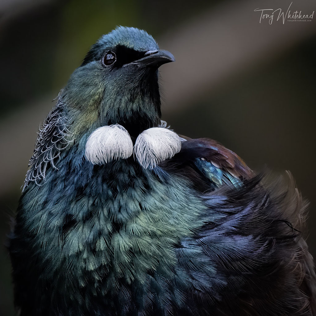 Tui photographed with the Nikkor Z 800mm f6.3 VR S at 1/100s