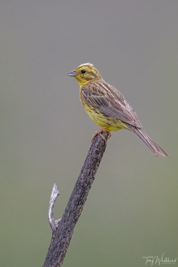 Photo of a Yellowhammer