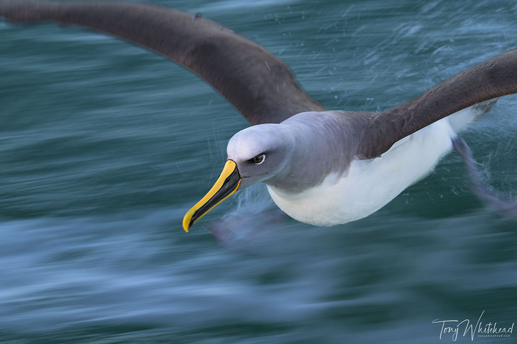 New Zealand Photography Workshops Otago Wildlife Masterclass Report