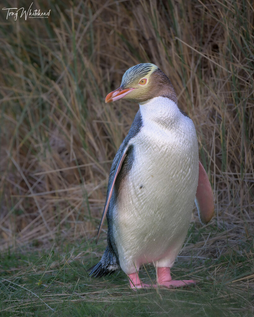 Photo of Hoiho/Yellow-eyed Penguin returning form a fishing trip