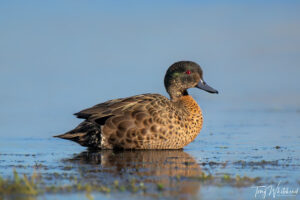 It’s All About The Gear – Christchurch Chestnut Teal