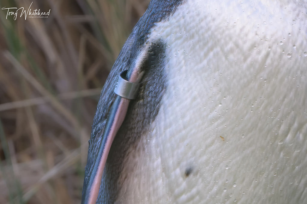Penguin Flipper Band – Digital Surgery
