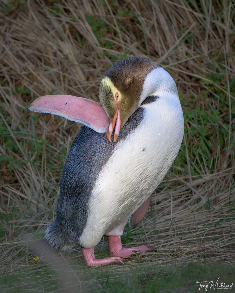 Photo of a preening Hoiho/Yellow-eyed Penguin concealing the flipper band.