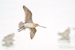 Pūkorokoro/Miranda as a Bird Photography Destination