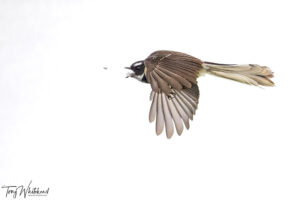 Swallows and Fantails – Avian Jet Interceptors and Attack Helicopters