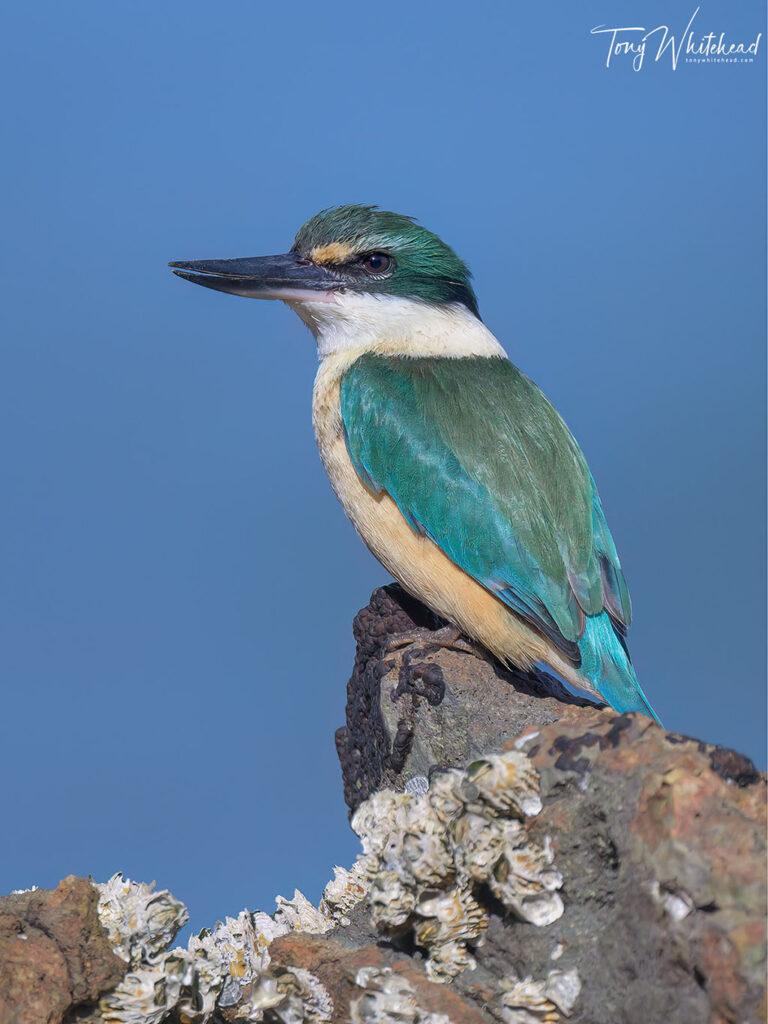 photo of Kōtare/Sacred Kingfisher
