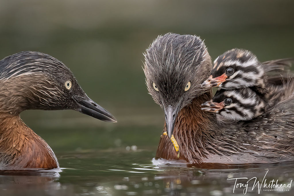 New Zealand Geographic Photographer of the Year Finalist again – 2022 version