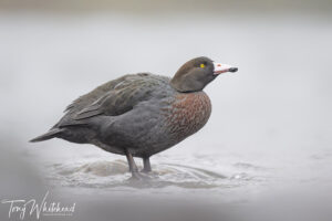 Another Blue Duck Adventure – Nikkor Z 800mm f6.3 VR S