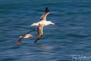 Panblur Bird Photography