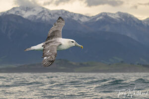 Māori Language Week/Te Wiki o te Reo Māori 2022 – Toroa/White-capped Albatross