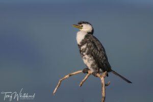 Kawaupaka/Little Shag – Evolution of an Image