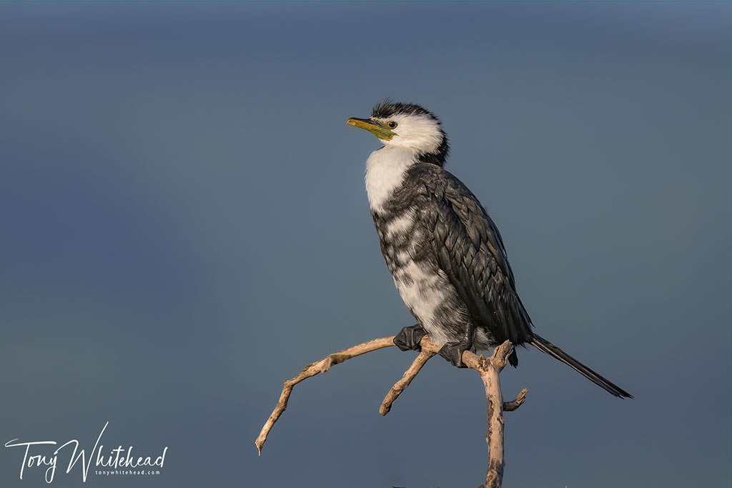 Kawaupaka/Little Shag – Evolution of an Image