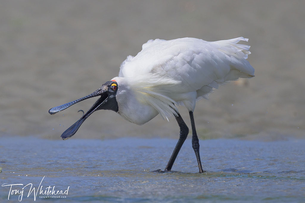 Bird Photography Challenge – Extreme Telephotos and Heat Haze