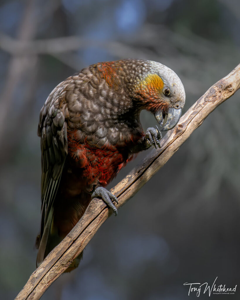 South Island Kaka