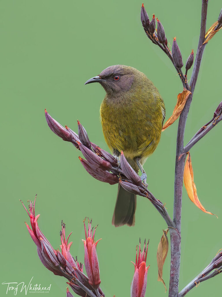 Photo of Korimako/Bellbird