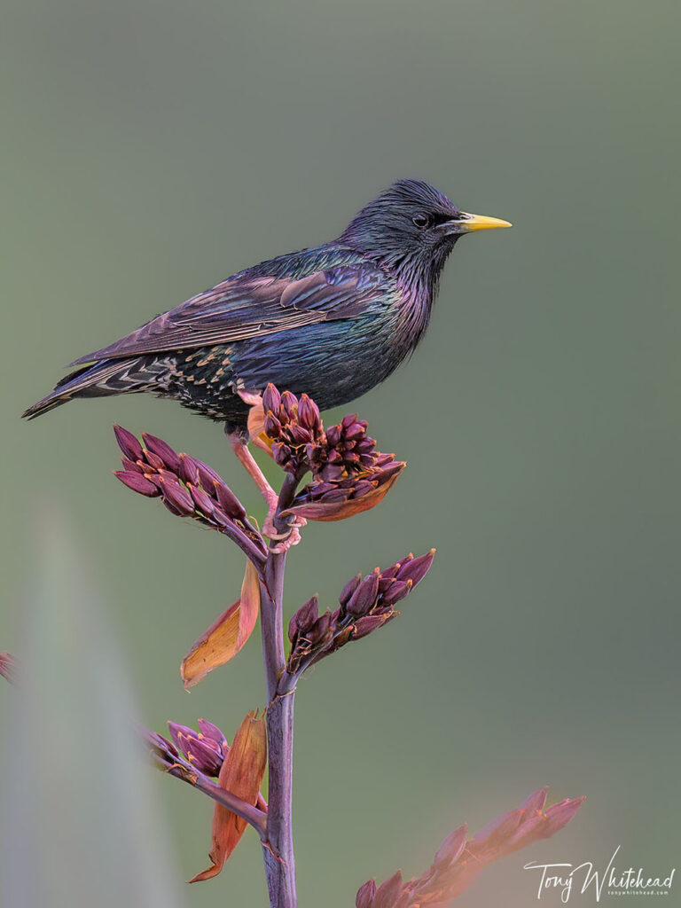 Photo of European Starling photographed in soft diffused light after sunset