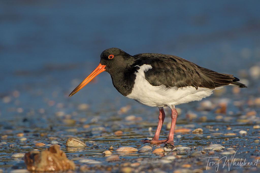 Light For Bird Photography