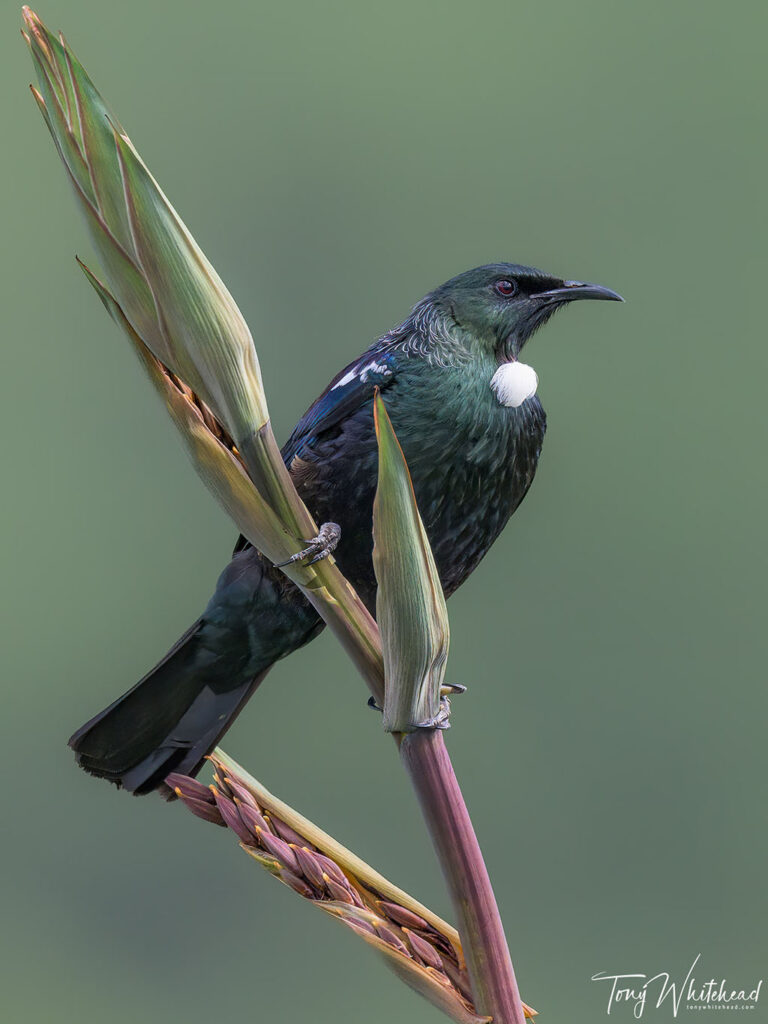 Photo of Tui photographed in soft diffused light after sunset