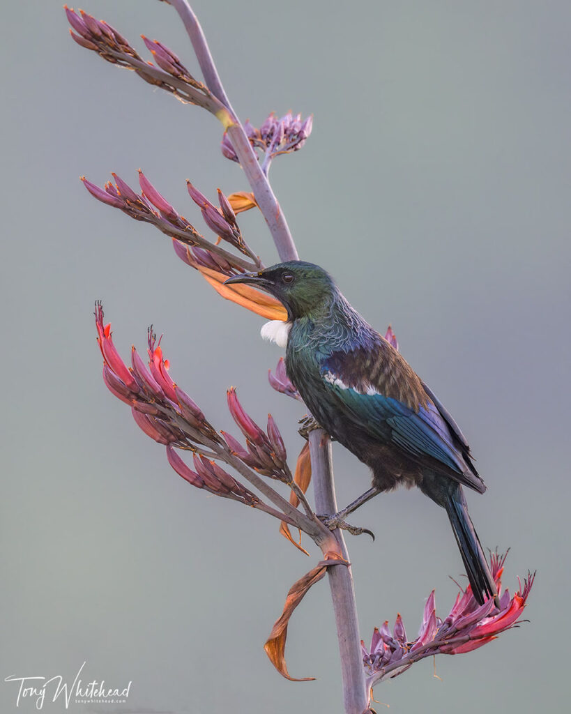 Photo of Tui  in soft diffused light showing plumage detail and irridescence. beautifully