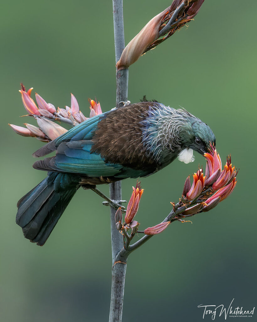 Photo of Tui feeding on harakeke/flax nectar