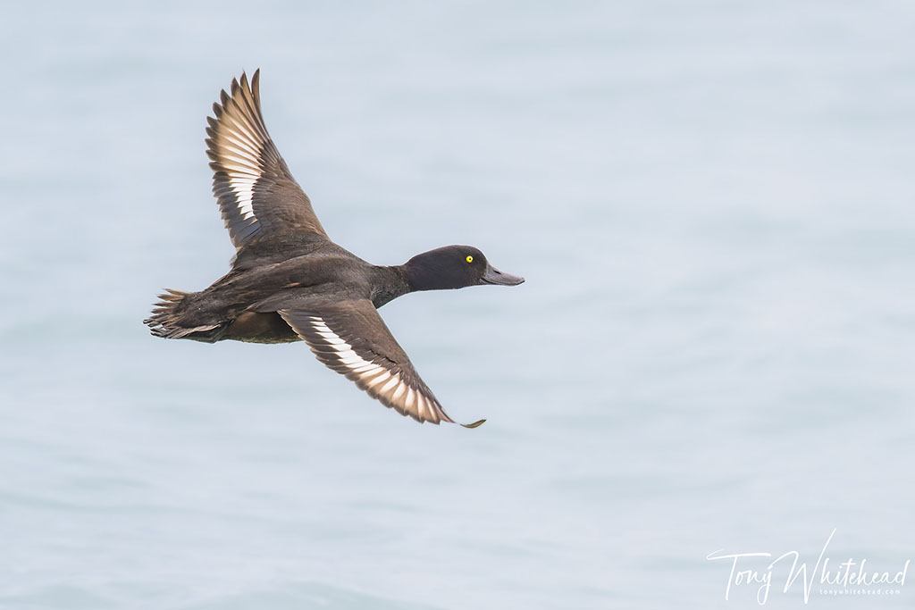 Is An Angled Away Bird in Flight An Automatic Fail?