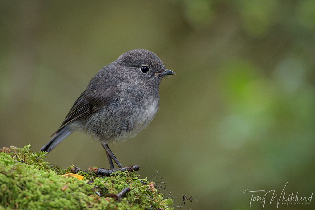 Bird Photography Tips – Head Angle