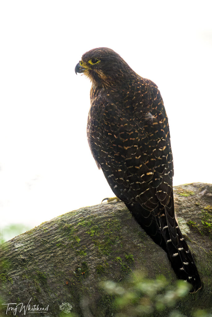 Photo of NZ Falcon/Karearea