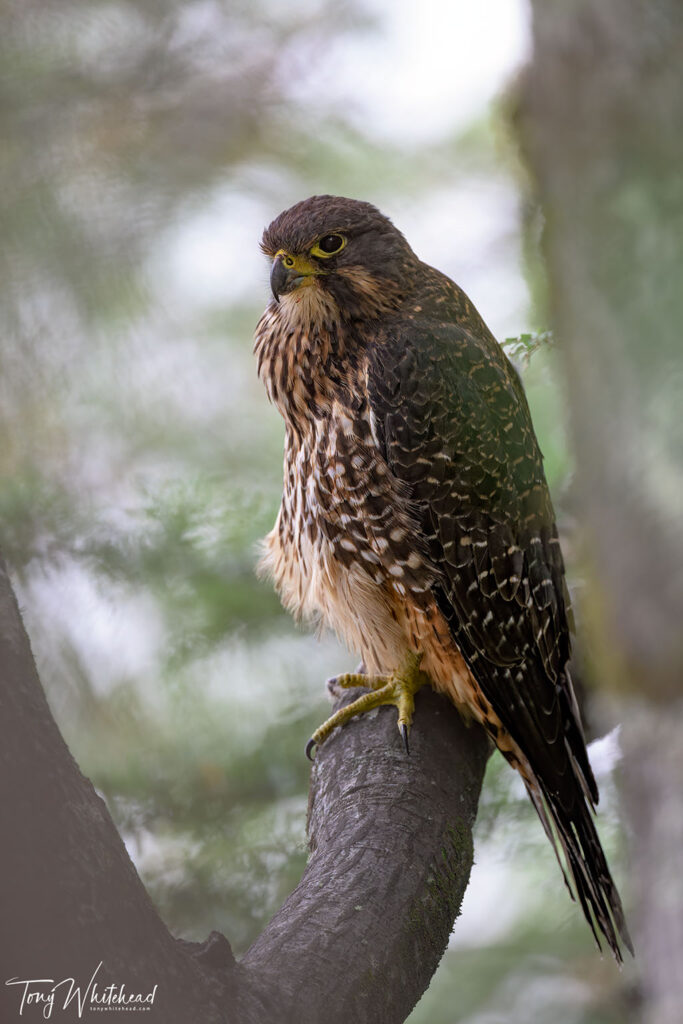 Photo of NZ Falcon/Karearea