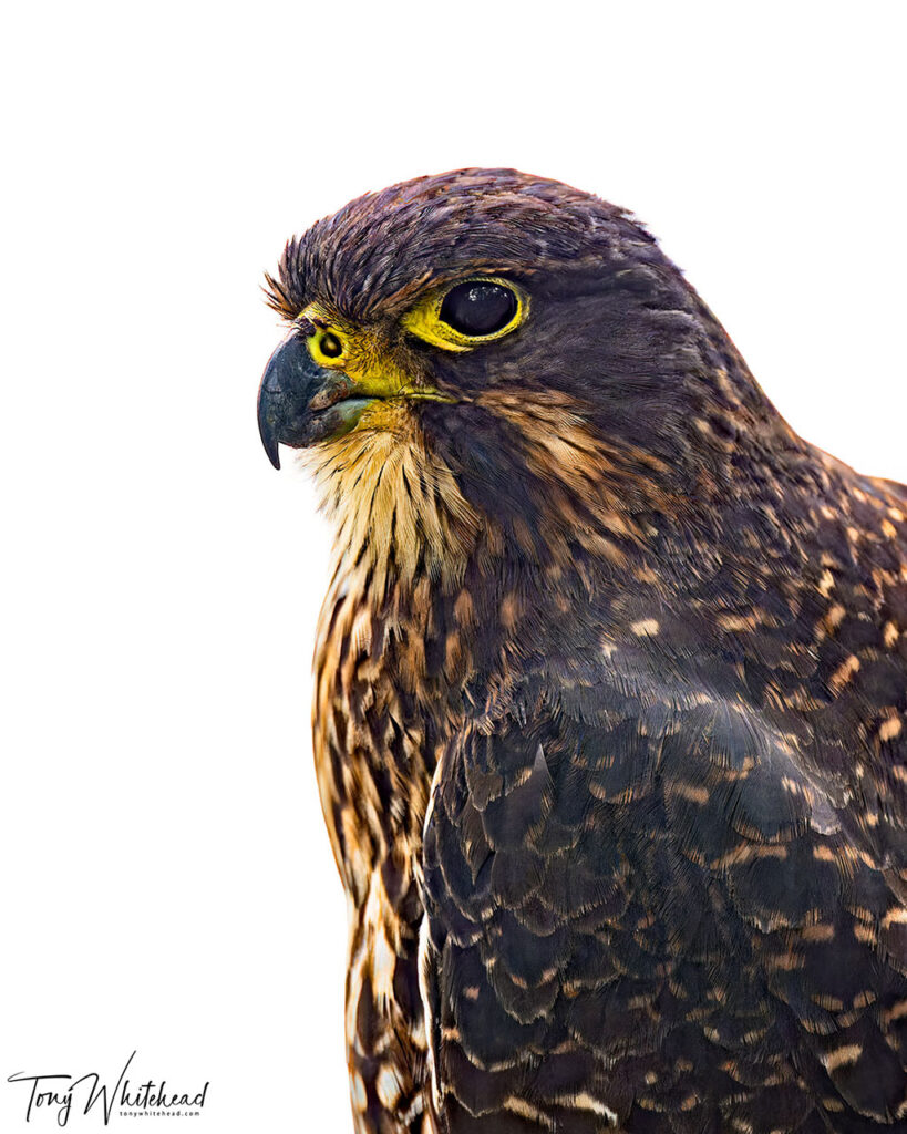 Kārearea/NZ Falcon portrait on White