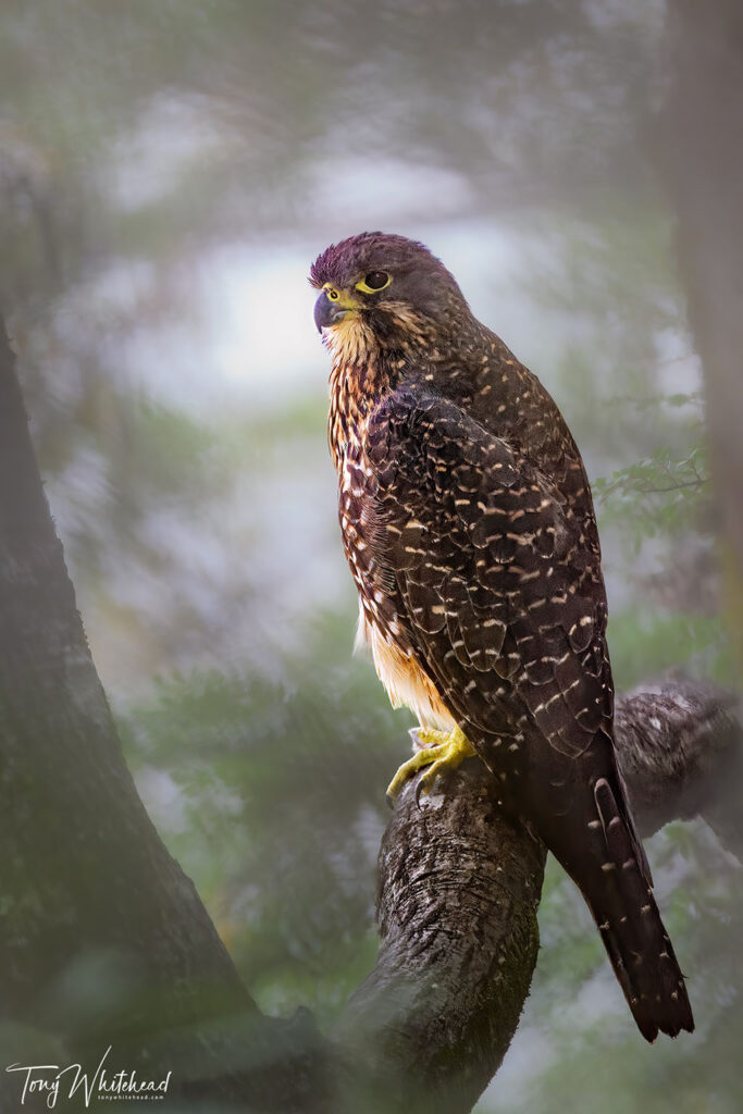 Photo of Kārearea/NZ Falcon