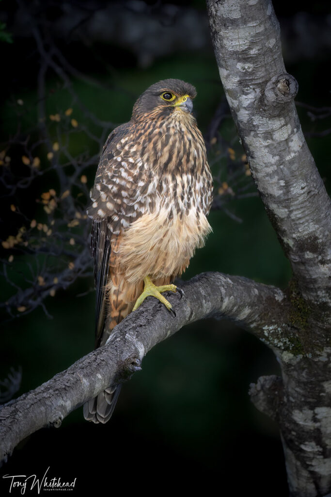 Photo of Kārearea/NZ Falcon imaged from the river bed